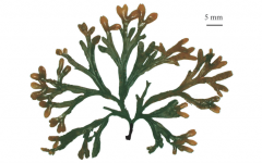 Fucus evanescens